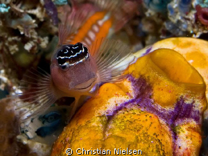 Blenny resting.
I like the "smile" on this little fish.
... by Christian Nielsen 